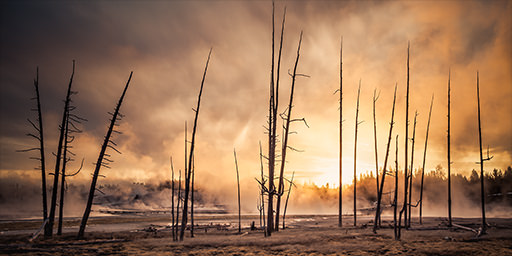 Fine art landscape photograph of dead trees in Norris Geyser Basin in Yellowstone National Park, Wy.